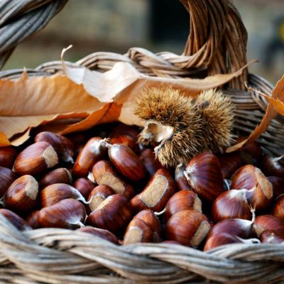 Le varietà di castagne del Monte Amiata