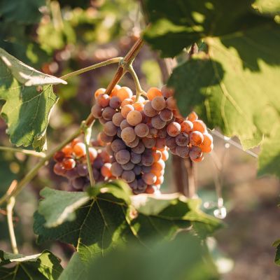 I vini PIWI: il futuro della viticoltura sostenibile?