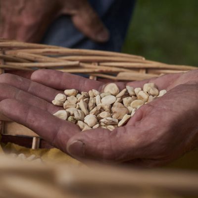 Moco: il legume antico della Liguria è presidio slow food