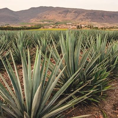 agave